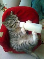 Image result for Got Milk Cat