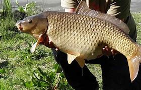 Image result for cyprinus