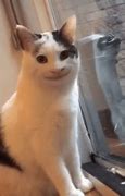 Image result for Cat Plink Plonk Meme GIF