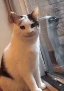 Image result for Cute Creepy Cat