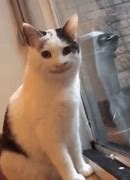 Image result for Hello Back at You with Funny Cat GIF