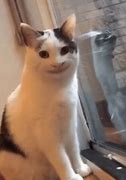 Image result for Cat Eyebrow Meme Animated GIF