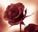 Image result for Black and Red Rose Petals Wallpaper