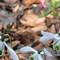 Image result for Galanthus plicatus Kew Green