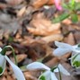 Image result for Galanthus Ailwyn