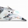 Image result for Fish Cat Toy