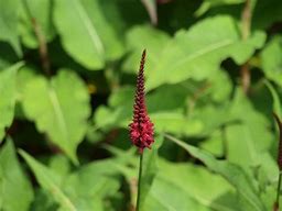 Image result for Persicaria amplexicaulis Dikke Floskes