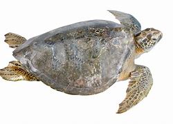 Image result for Chelonia mydas