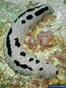 Kuvatulos haulle Holothuriidae. Koko: 75 x 100. Lähde: alchetron.com