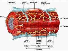 Image result for cordiaco