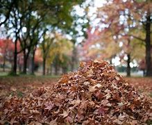 Image result for Autumn Leaves Pile