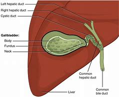 Image result for Gallbladder and Biliary System