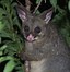Image result for brushtail possums