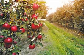 Image result for Apple Picking Farms Near Boone NC