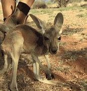Bildergebnis für Kangaroo Island, Australia