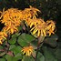 Image result for Ligularia dentata Desdemona