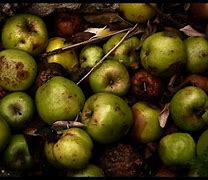 Image result for Old Rotten Apple