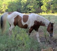 Image result for Horse Paint Brown White