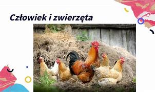 Image result for co_to_znaczy_zwierzę