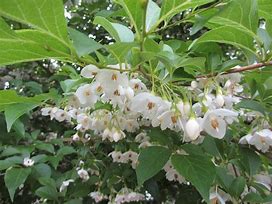 Image result for Styrax japonica