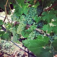 Image result for Stark Viognier Damiano