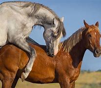 Image result for Horses Breed Men