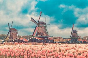 Image result for The Netherlands Windmills