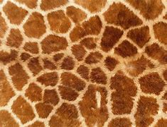 Image result for Giraffe Print Fur