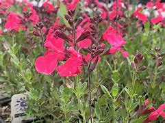 Image result for Salvia greggii Mirage White