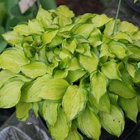 Image result for Hosta Cracker Crumbs