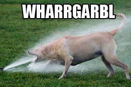 Image result for Water Hose Meme Dog