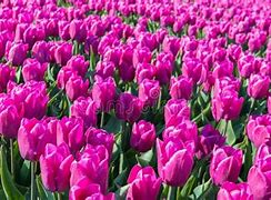 Image result for Dark Pink Tulips