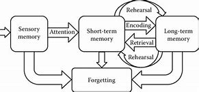Image result for Atkinson Memory Model