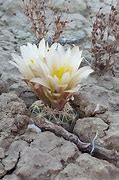 Image result for New Mexico Endangered Species