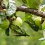 Image result for Crinkly Apple Tree Leaves