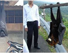 Image result for Philippines' Biggest Bat