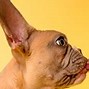 Image result for Dog Ear Wipes