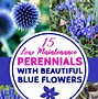 Image result for Plants with Blue Leaves