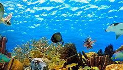 Image result for Underwater Scenery Reef