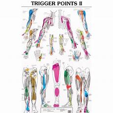 Trigger Point Charts I And Ii Trigl Trigger Points