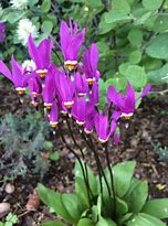 Image result for Dodecatheon Aphrodite