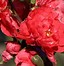 Image result for Chaenomeles speciosa Pink Storm