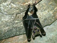 Image result for Nature Bat