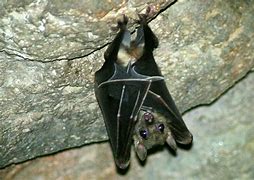 Image result for Lttie Bat