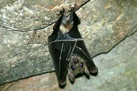 Image result for Happy Bat Immage