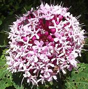 Image result for Clerodendrum bungei Pink Diamond