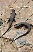Image result for South Afrikan Lizard