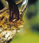 Image result for Big Ear Bat