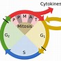 Image result for Cell Pahses Diagram