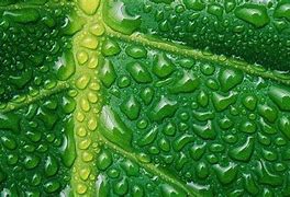 Image result for foliar